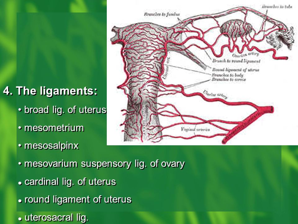 4. The ligaments: broad lig. of uterus: mesometrium mesosalpinx