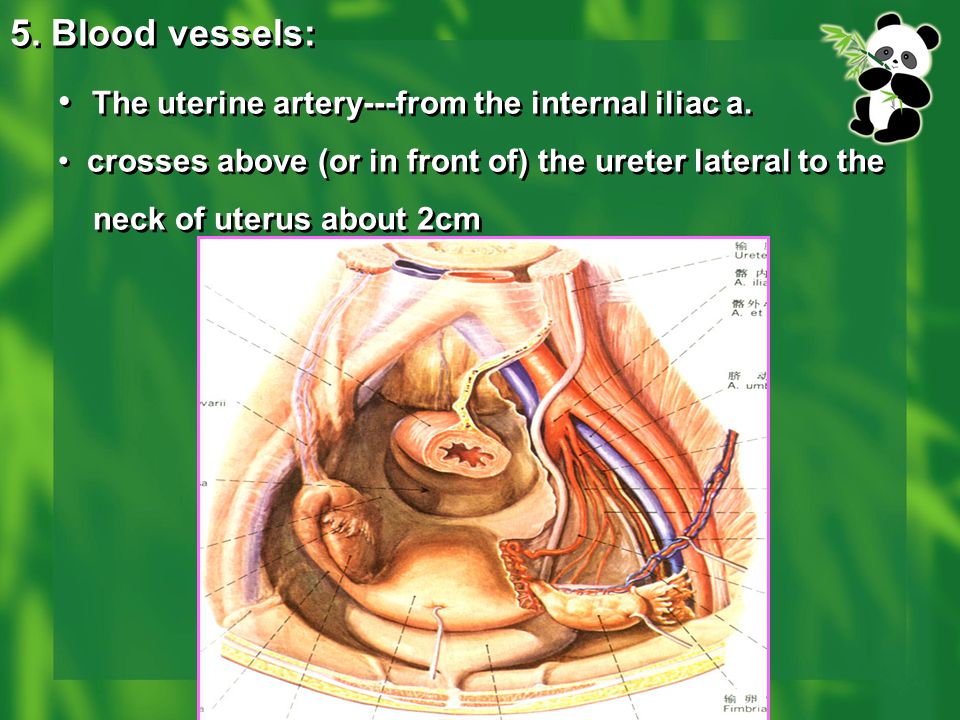 The uterine artery---from the internal iliac a.