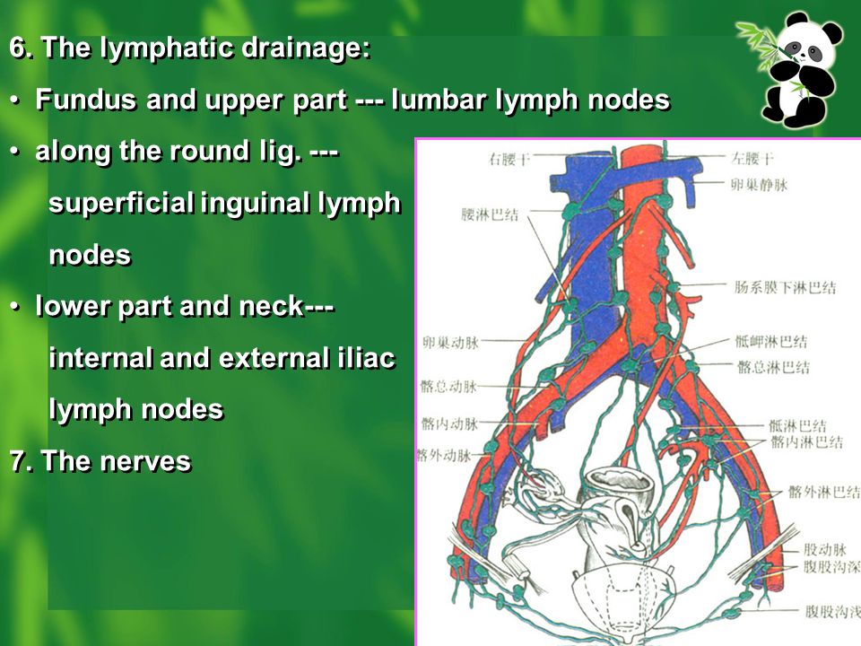 6. The lymphatic drainage:
