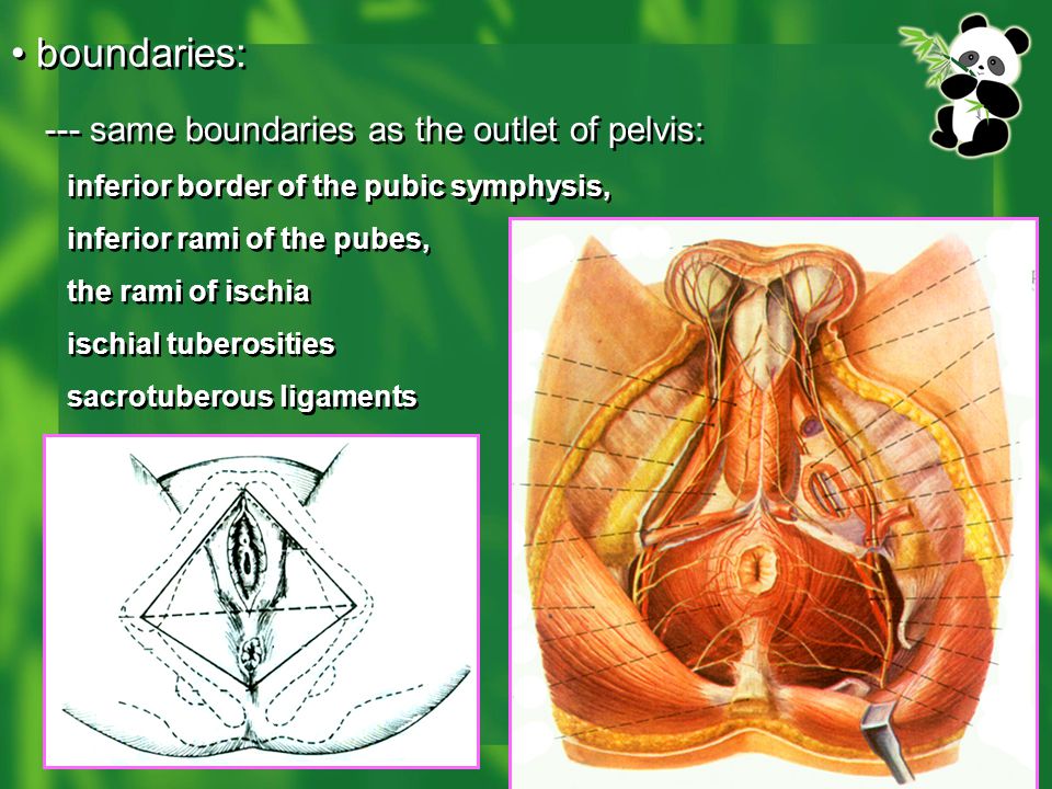 --- same boundaries as the outlet of pelvis: