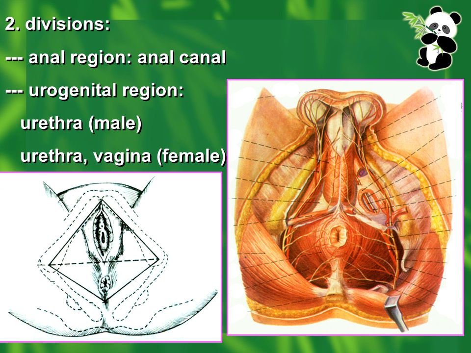 2. divisions: --- anal region: anal canal.