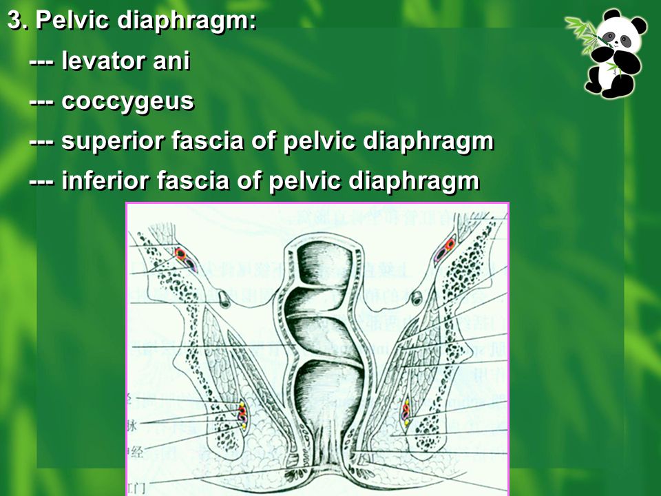 3. Pelvic diaphragm: --- levator ani. --- coccygeus.