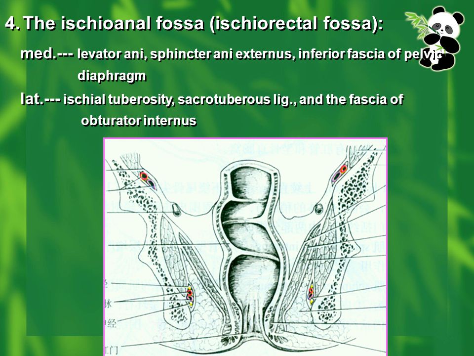 The ischioanal fossa (ischiorectal fossa):
