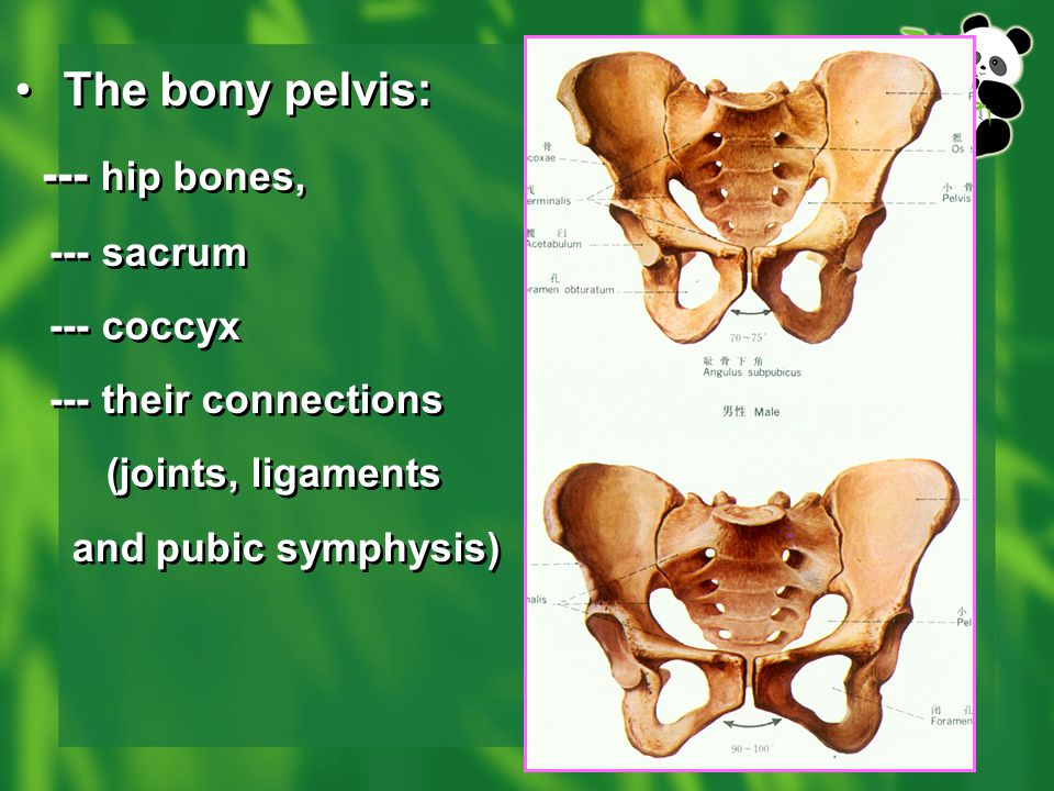 The bony pelvis: --- hip bones, --- sacrum --- coccyx