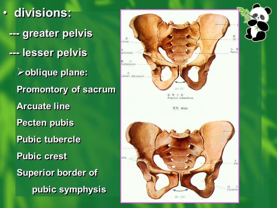 divisions: --- greater pelvis --- lesser pelvis oblique plane: