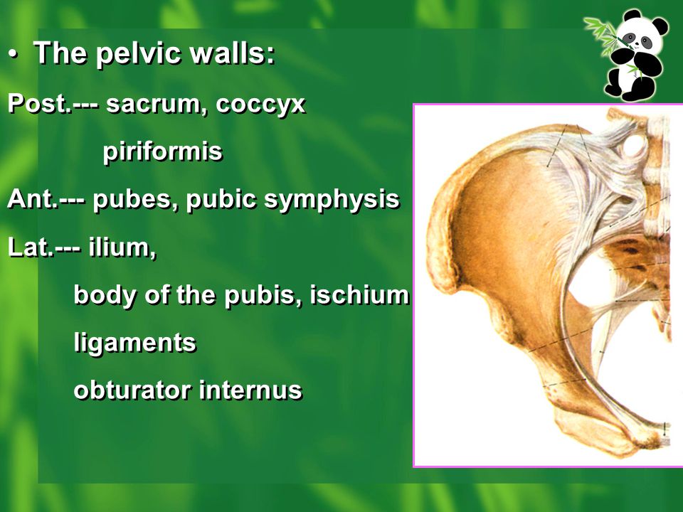 The pelvic walls: Post.--- sacrum, coccyx piriformis