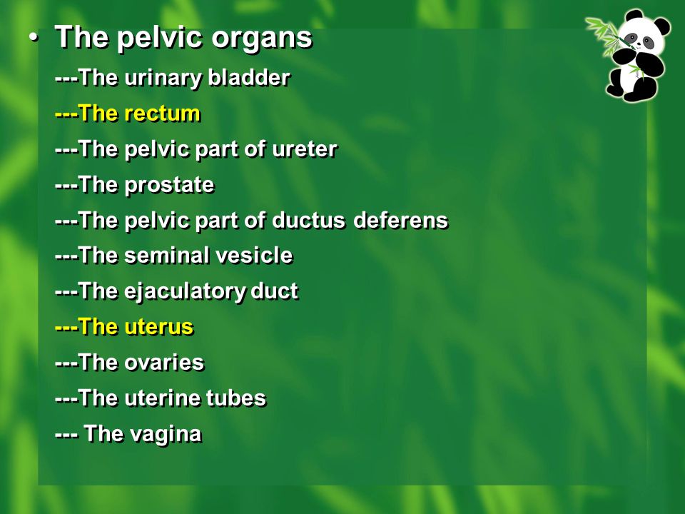 The pelvic organs ---The urinary bladder ---The rectum