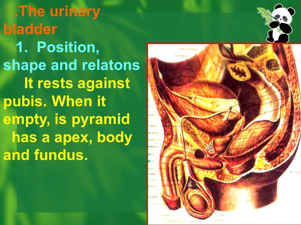 Ⅱ.The urinary bladder 1. Position, shape and relatons. It rests against pubis. When it empty, is pyramid.