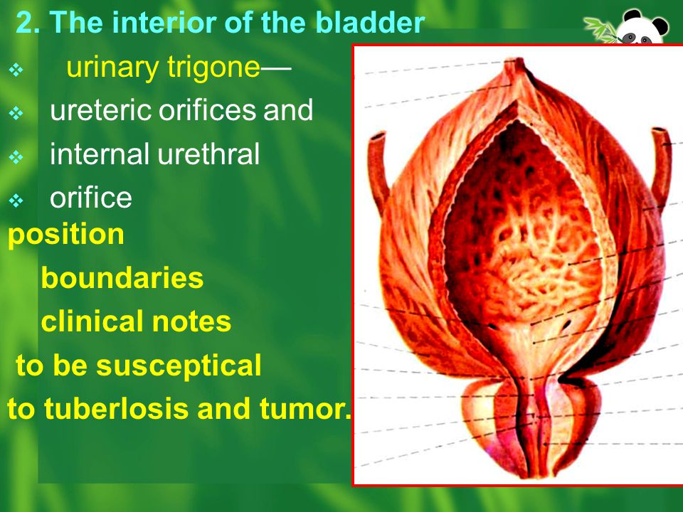 2. The interior of the bladder