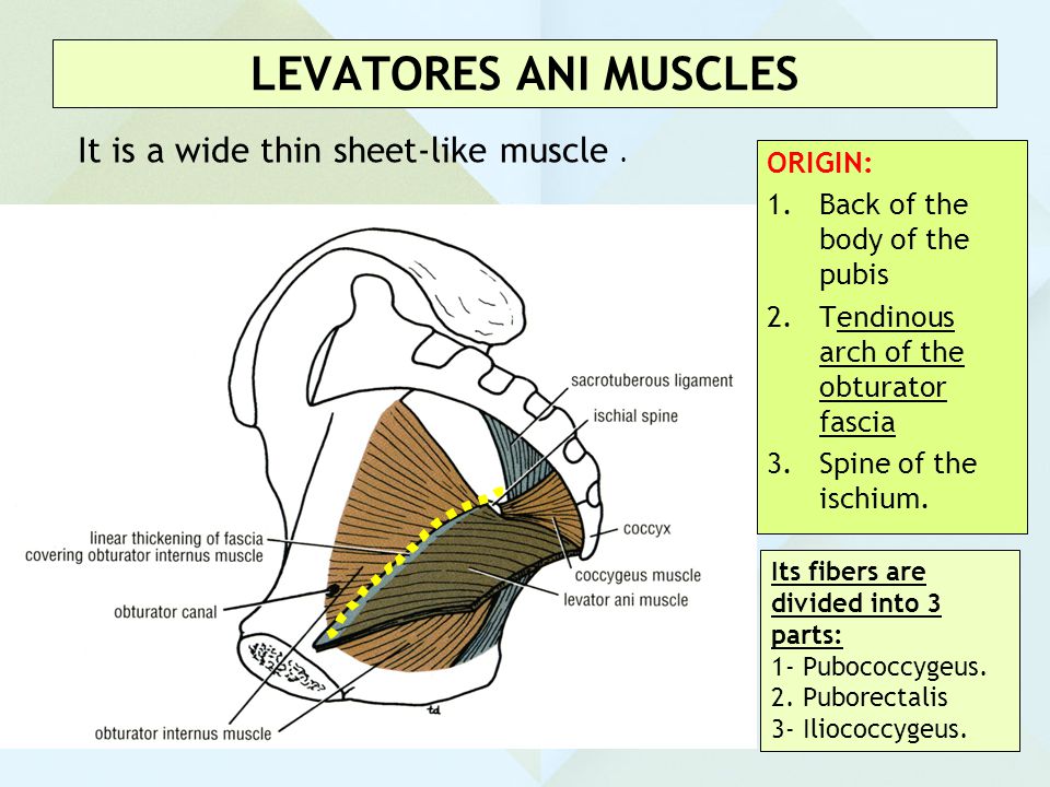 LEVATORES ANI MUSCLES It is a wide thin sheet-like muscle . ORIGIN: