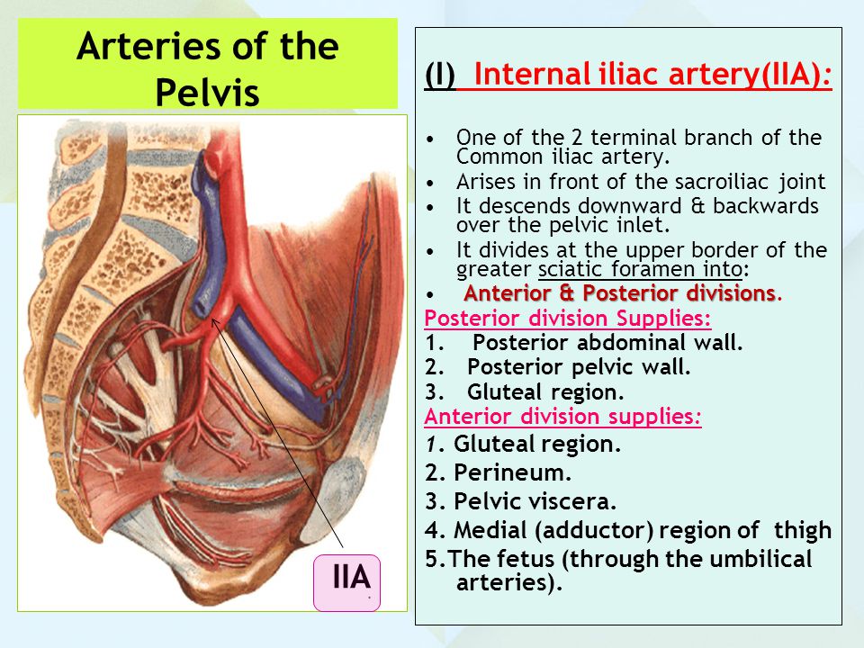Arteries of the Pelvis IIA (I) Internal iliac artery(IIA):