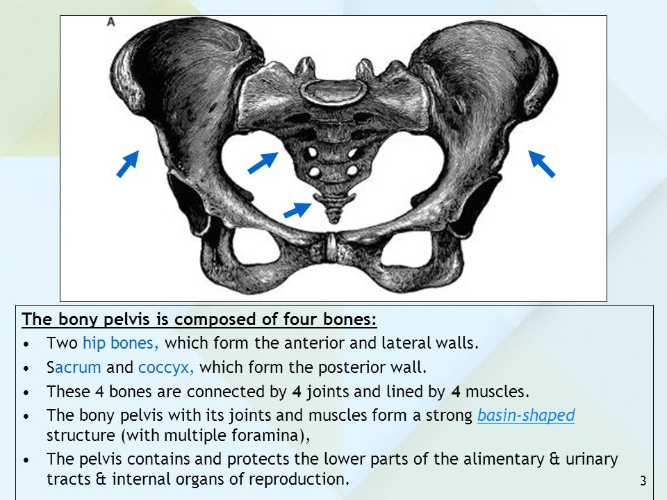 The bony pelvis is composed of four bones: