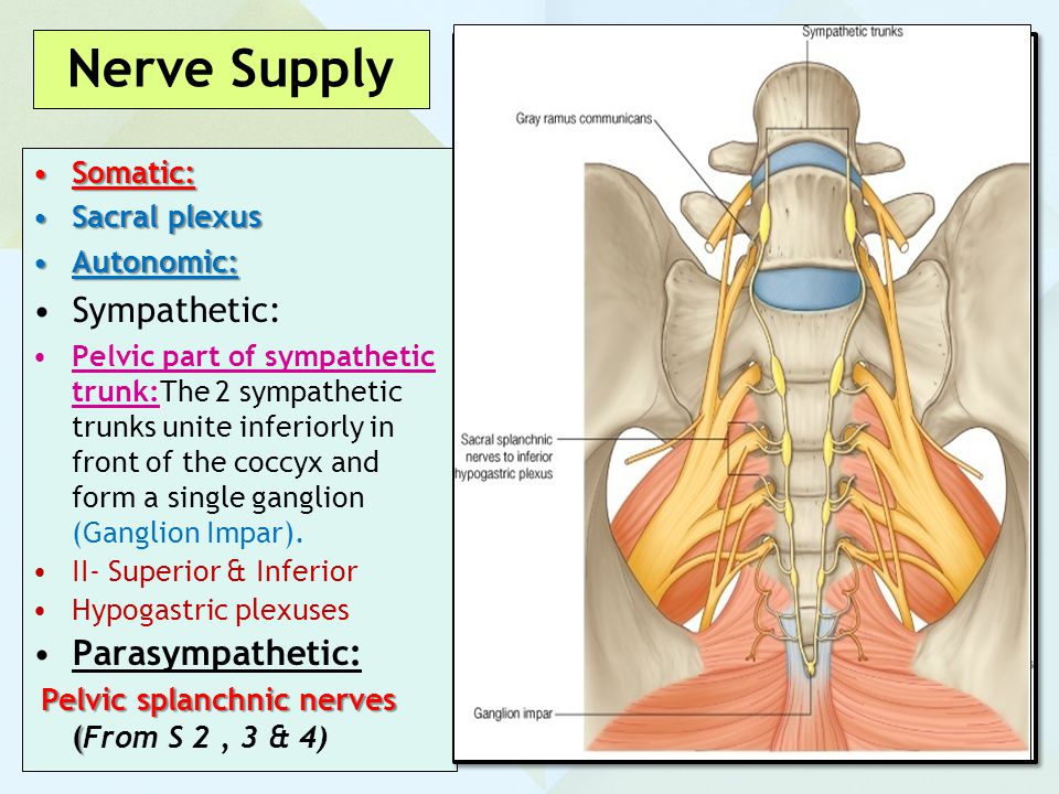 Nerve Supply Sympathetic: Parasympathetic: Somatic: Sacral plexus