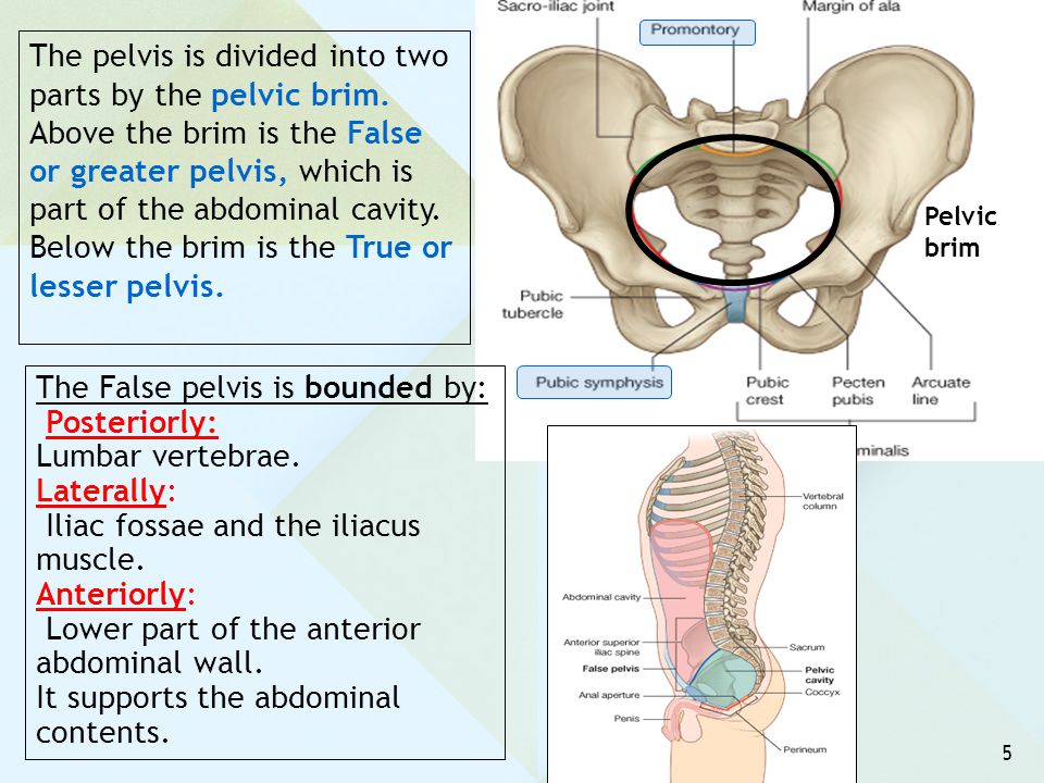 The pelvis is divided into two parts by the pelvic brim.