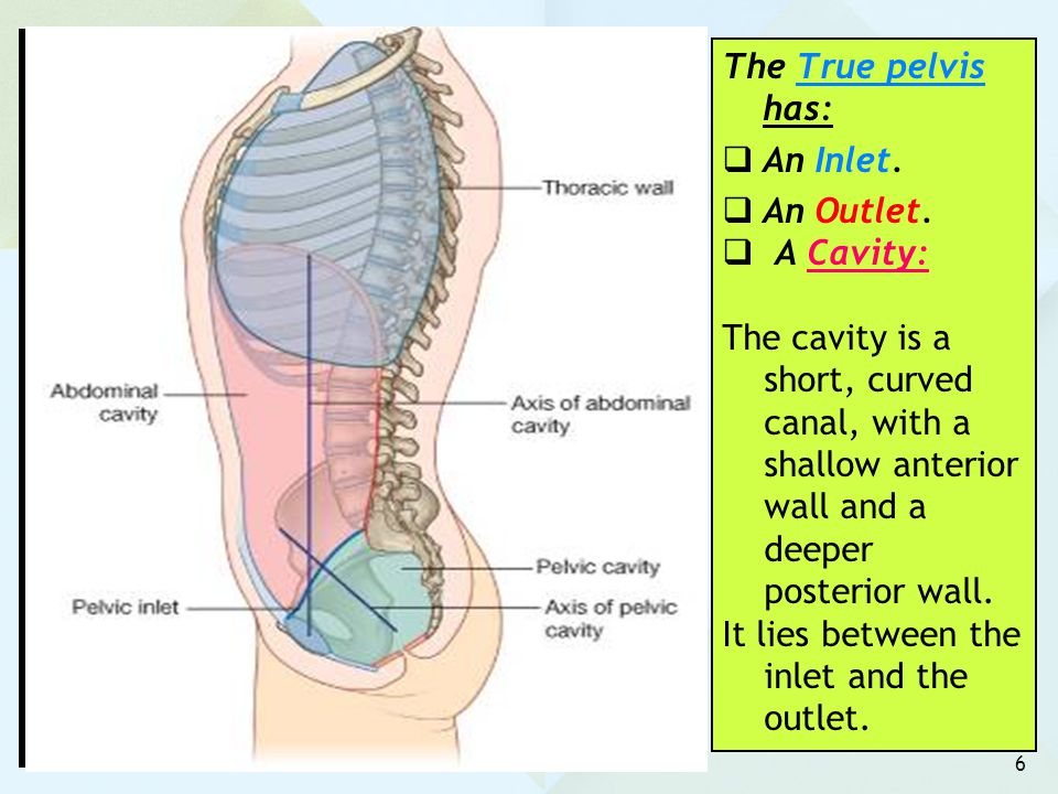The True pelvis has: An Inlet. An Outlet. A Cavity: The cavity is a short, curved canal, with a shallow anterior wall and a deeper posterior wall.