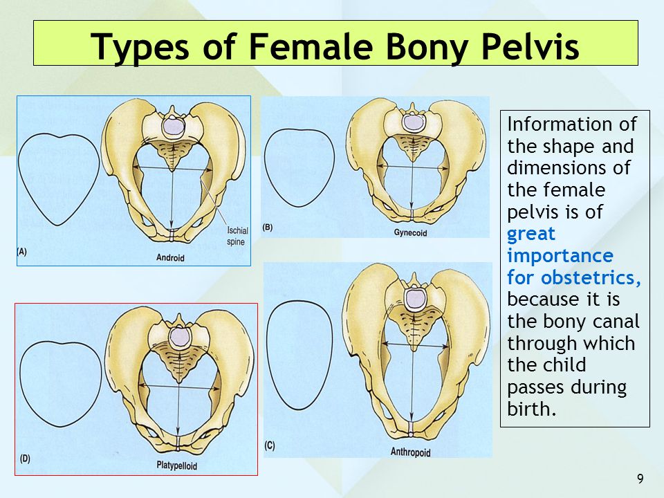 Types of Female Bony Pelvis