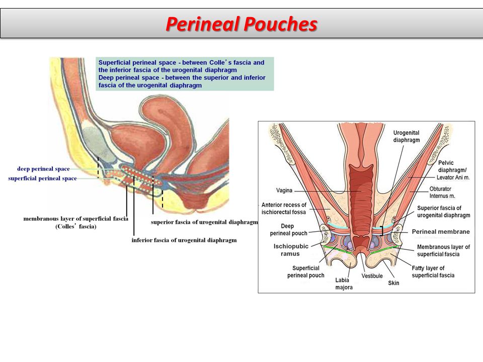 Perineal Pouches