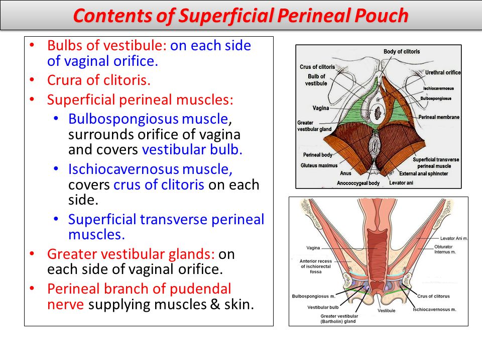 Contents of Superficial Perineal Pouch