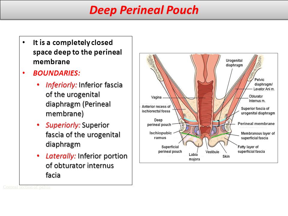 Deep Perineal Pouch It is a completely closed space deep to the perineal membrane. BOUNDARIES: