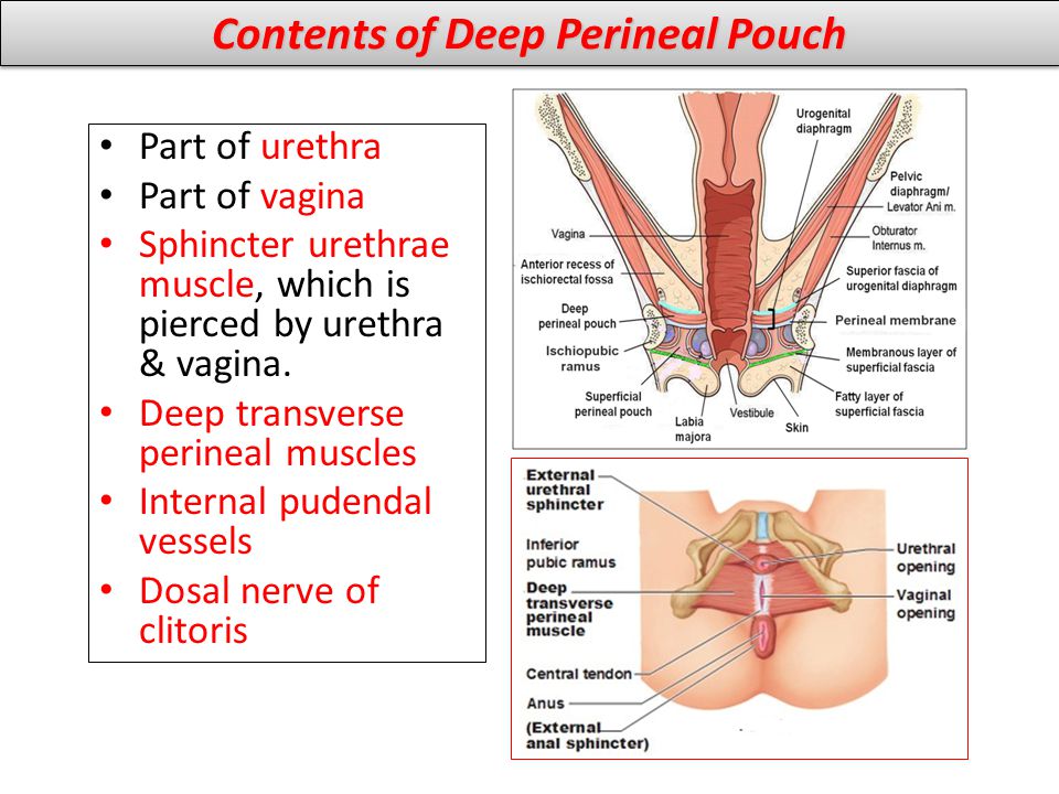 Contents of Deep Perineal Pouch