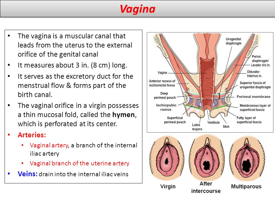 Vagina The vagina is a muscular canal that leads from the uterus to the external orifice of the genital canal.