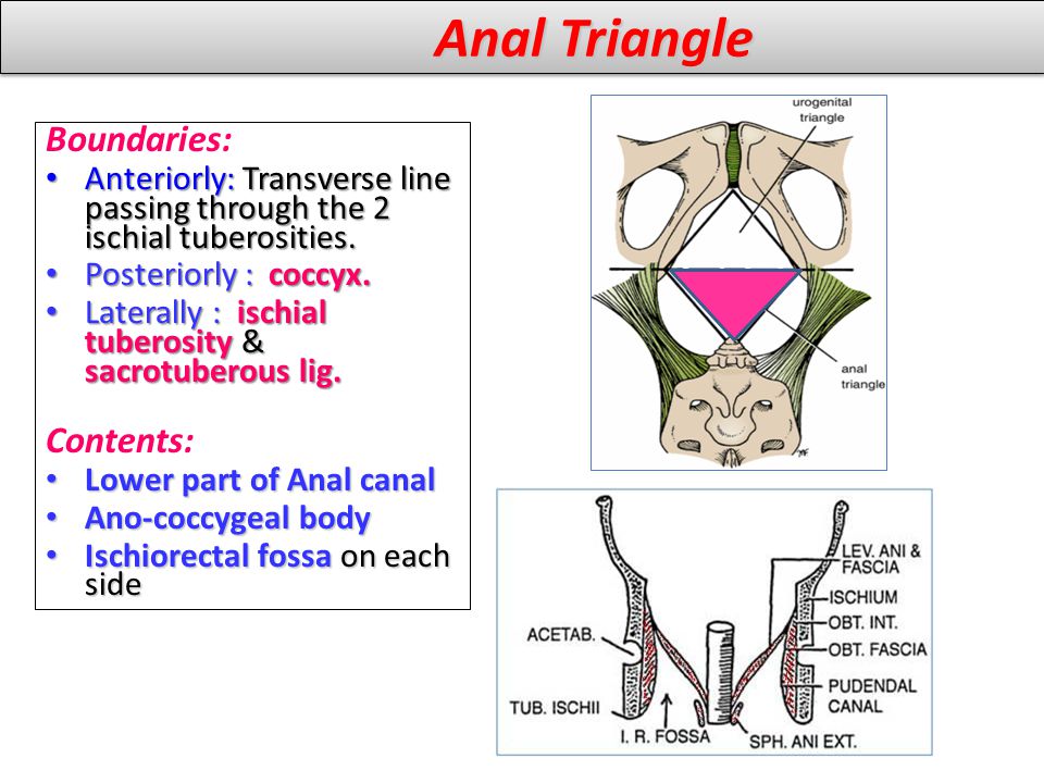 Anal Triangle Boundaries: Contents:
