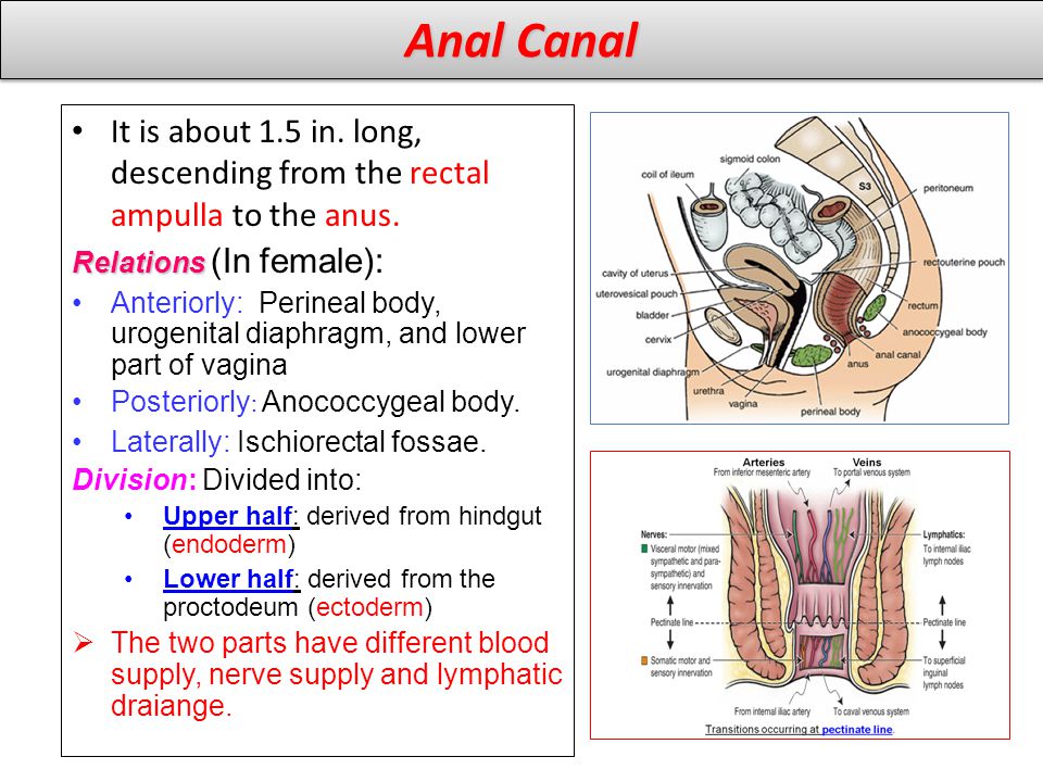 Anal Canal It is about 1.5 in. long, descending from the rectal ampulla to the anus. Relations (In female):