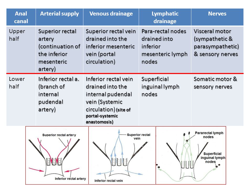 Anal canal Arterial supply. Venous drainage. Lymphatic drainage. Nerves. Upper half.