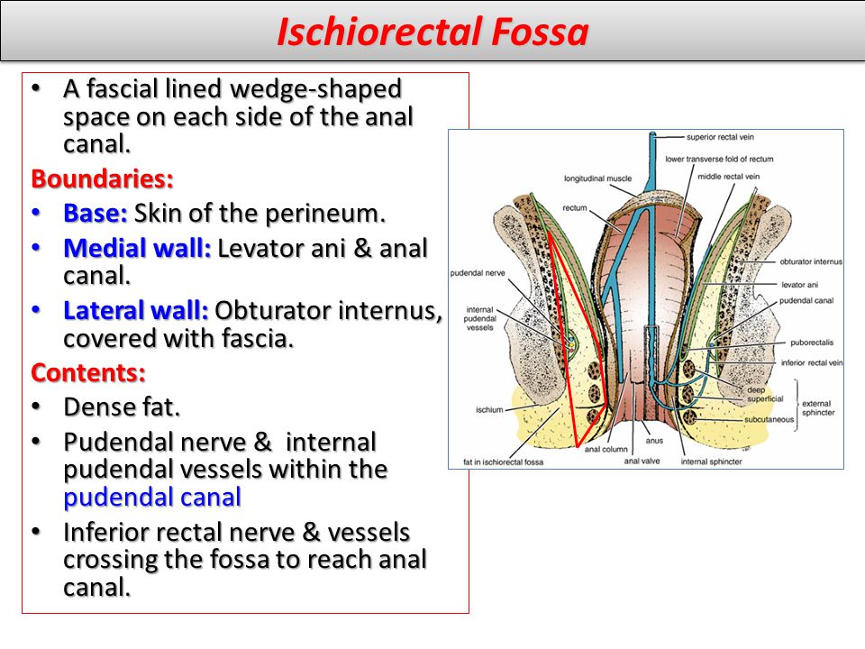 Ischiorectal Fossa A fascial lined wedge-shaped space on each side of the anal canal. Boundaries: Base: Skin of the perineum.