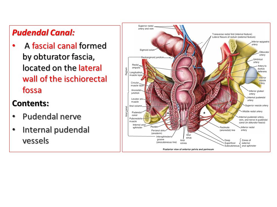Pudendal Canal: A fascial canal formed by obturator fascia, located on the lateral wall of the ischiorectal fossa.