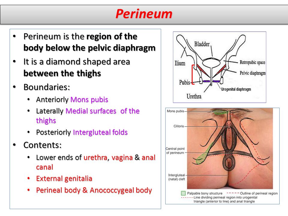 Perineum Perineum is the region of the body below the pelvic diaphragm