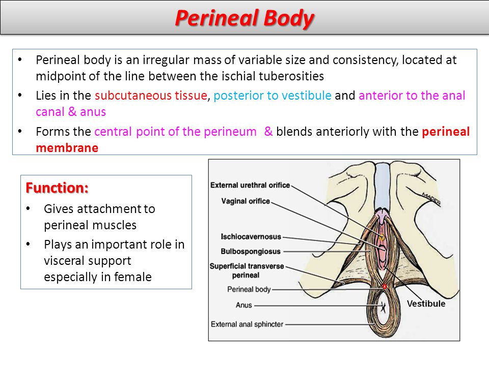 Perineal Body Function: