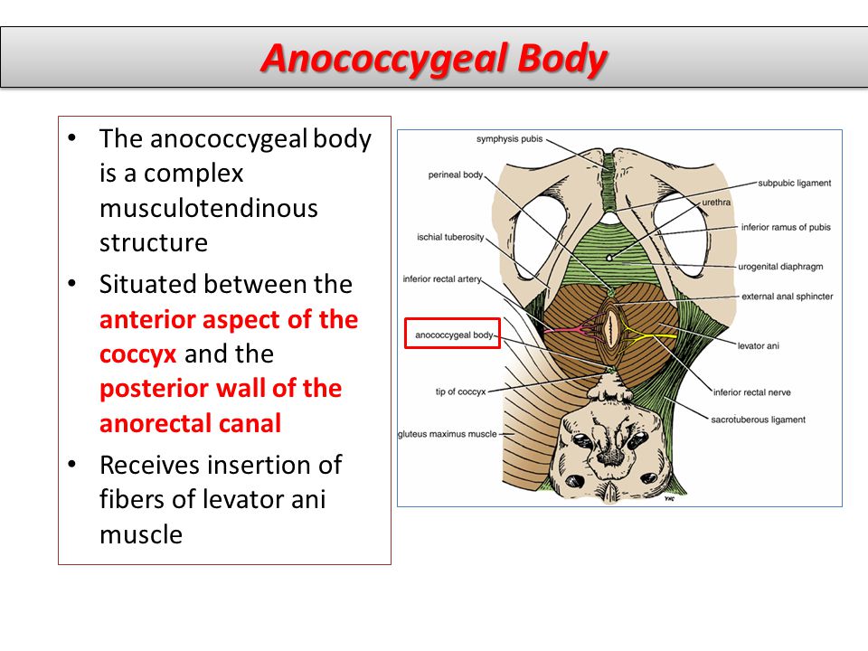 Anococcygeal Body The anococcygeal body is a complex musculotendinous structure.