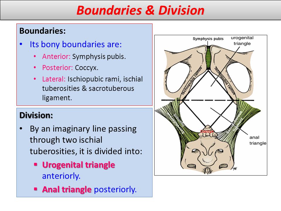 Boundaries & Division Boundaries: Its bony boundaries are: Division: