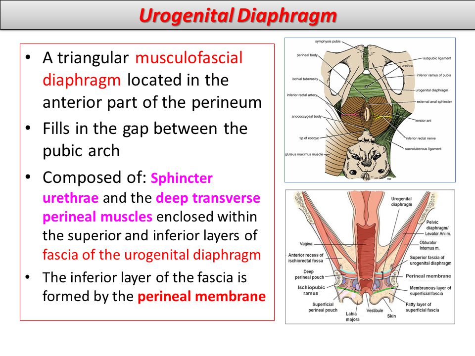 Urogenital Diaphragm A triangular musculofascial diaphragm located in the anterior part of the perineum.