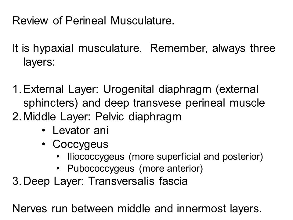 Review of Perineal Musculature.