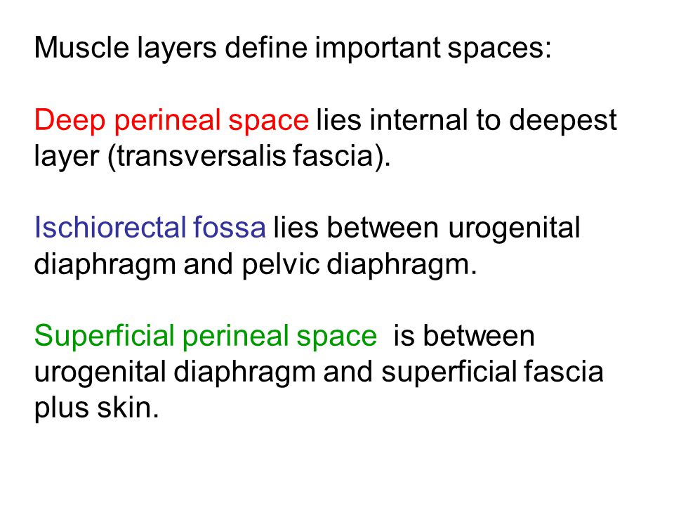 Muscle layers define important spaces:
