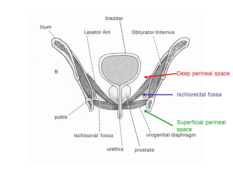 Deep perineal space Ischiorectal fossa Superficial perineal space