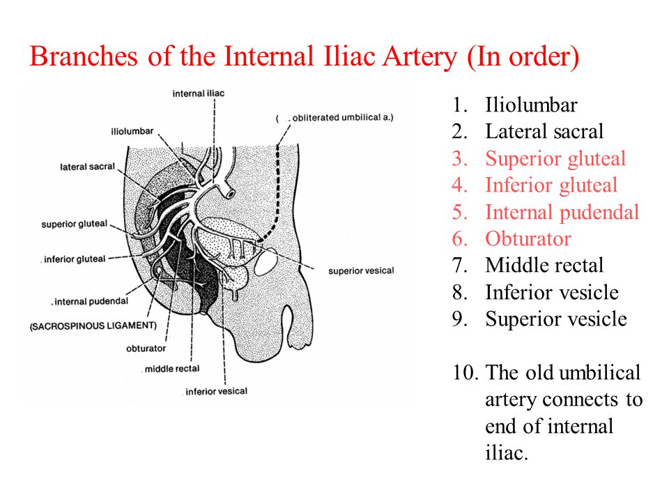 Branches of the Internal Iliac Artery (In order)