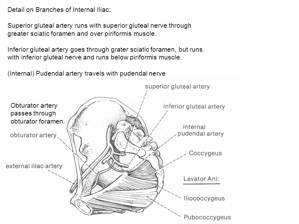 Detail on Branches of Internal Iliac: