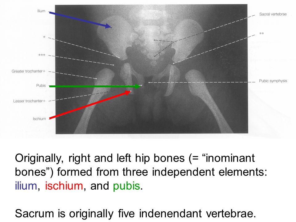 Originally, right and left hip bones (= inominant bones ) formed from three independent elements: ilium, ischium, and pubis.