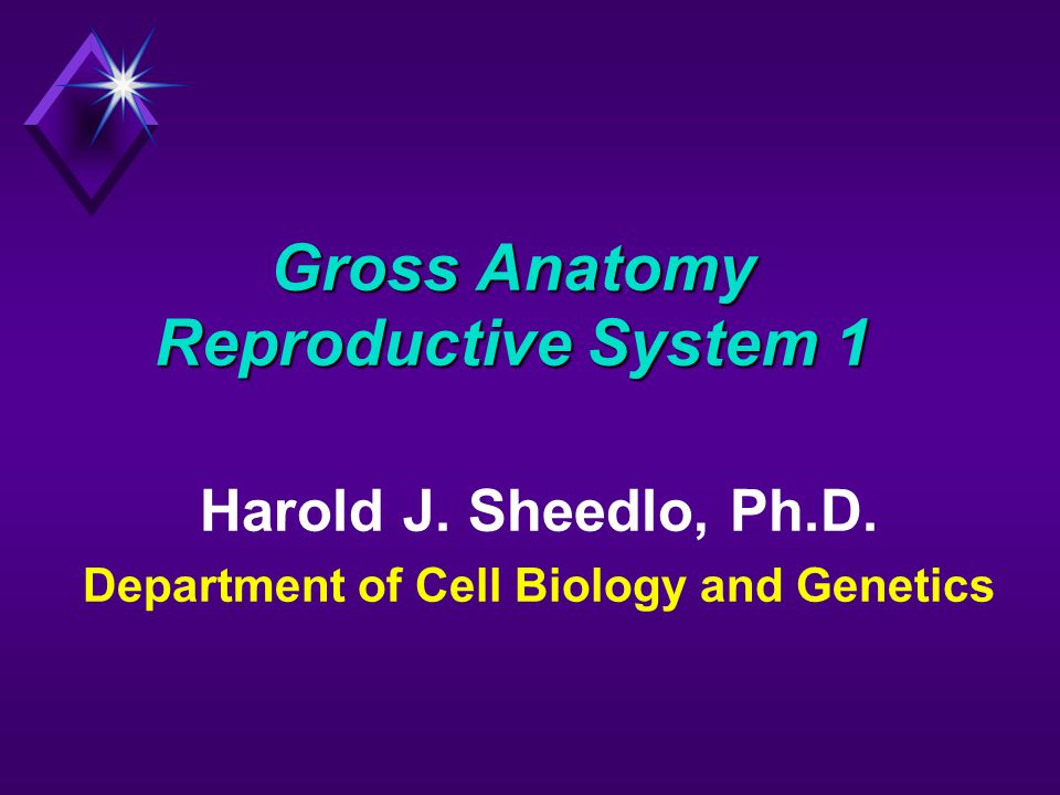 Gross Anatomy Reproductive System 1