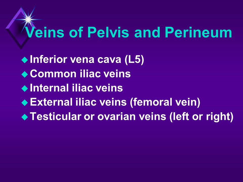 Veins of Pelvis and Perineum