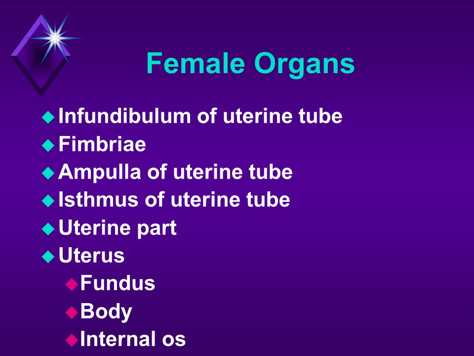 Female Organs Infundibulum of uterine tube Fimbriae