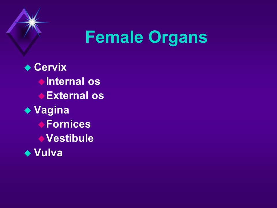 Female Organs Cervix Internal os External os Vagina Fornices Vestibule