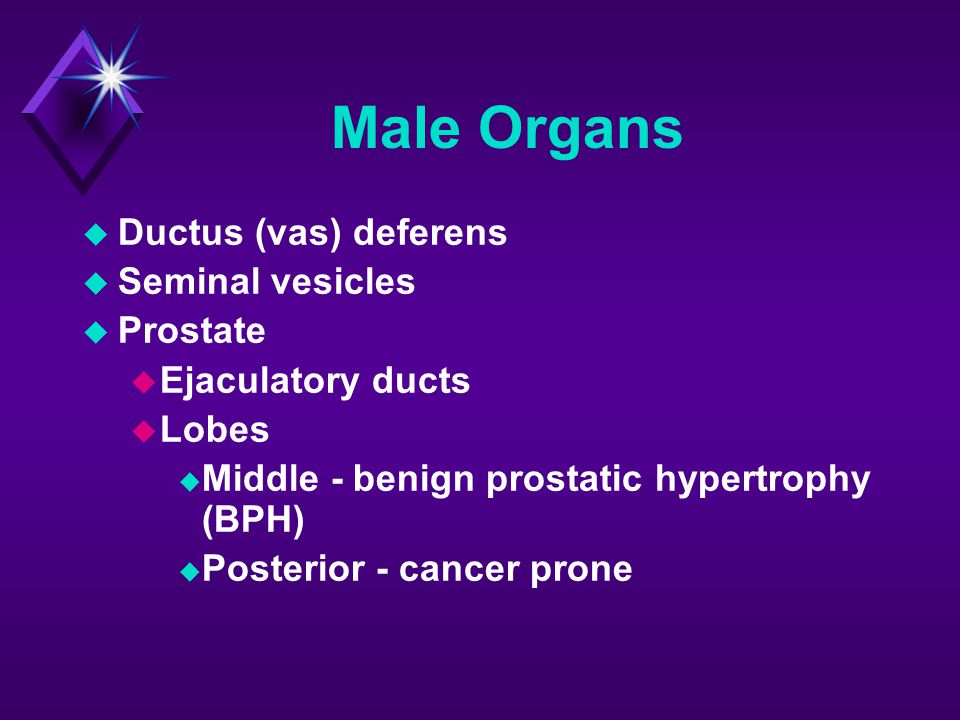 Male Organs Ductus (vas) deferens Seminal vesicles Prostate