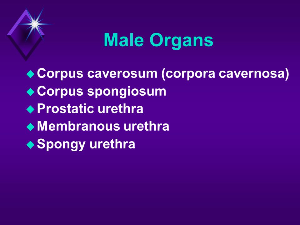 Male Organs Corpus caverosum (corpora cavernosa) Corpus spongiosum
