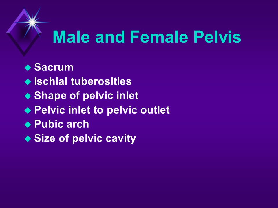 Male and Female Pelvis Sacrum Ischial tuberosities