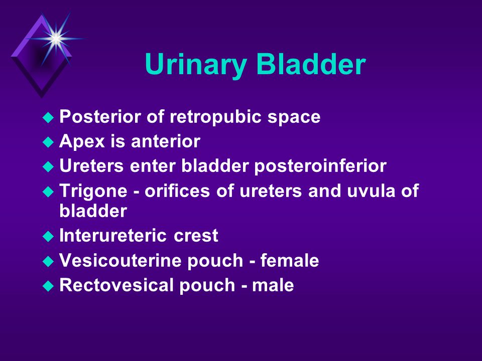 Urinary Bladder Posterior of retropubic space Apex is anterior