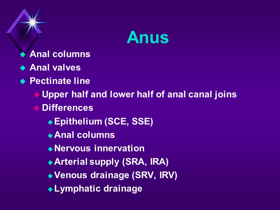 Anus Anal columns Anal valves Pectinate line